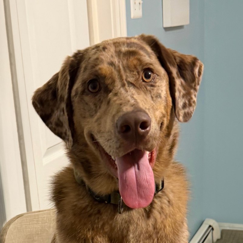 Ozzie, the Dutch Painting Services dog and CEO of Snacks